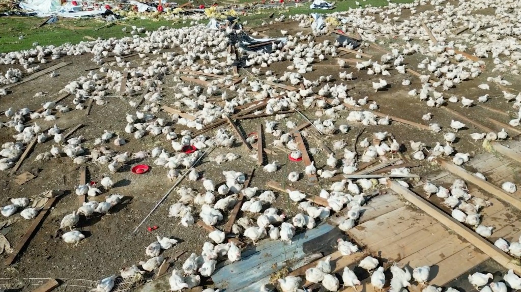 Reeves said the tornado left more than 1,000 chickens dead and more than 80,000 out in the open.