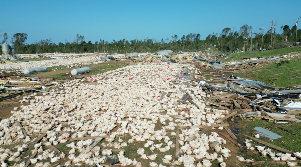 Massive flocks of chickens could be seen in the video as they fluttered around.