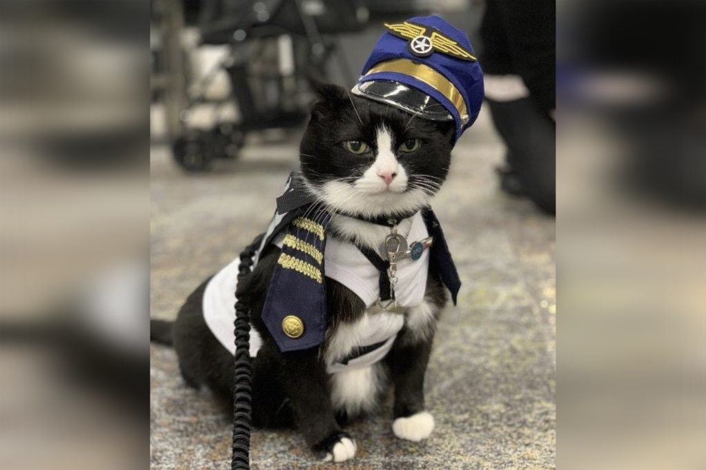 Duke Ellington Morris joined the California airport's Wag Brigade as the first feline to join the San Francisco International Airport's team of therapy animals. 
