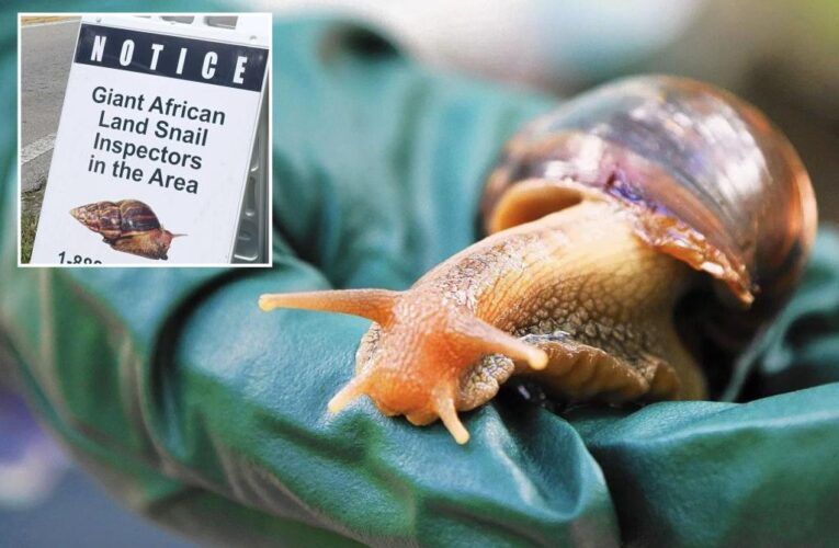 Giant African snail detection in Florida leads to quarantine