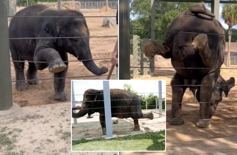 Elephants at Houston zoo take daily yoga classes, do handstands to stay healthy