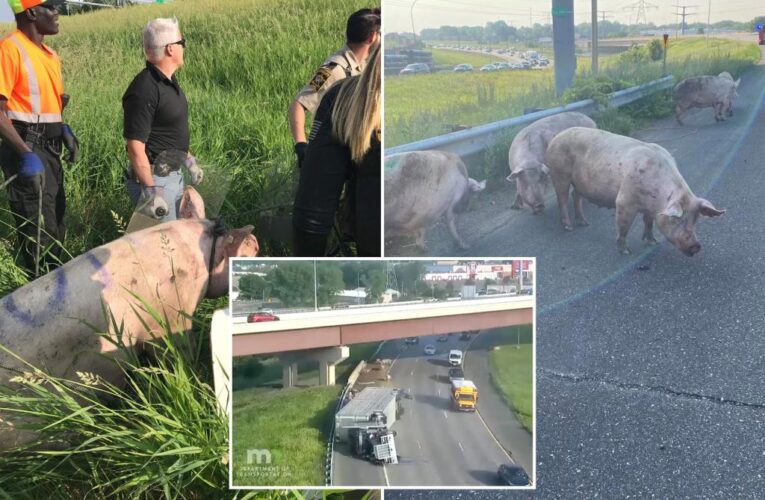 Dozens of pigs run loose on Minnesota highway after truck overturns
