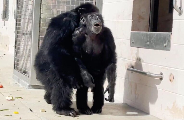 Vanilla the chimp, caged entire life, sees sky for first time in heartwarming video