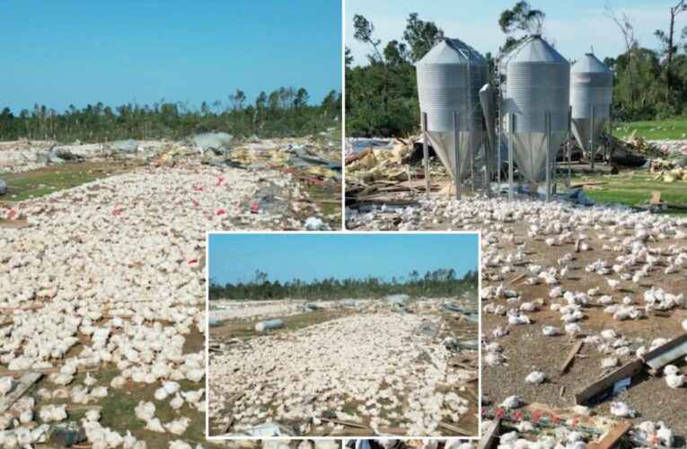 Thousands of chickens stay put after tornado strikes Mississippi poultry farm