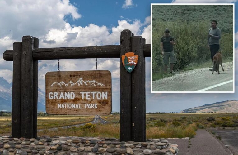 National Park seeking individuals seen ‘harassing’ bison at Grand Teton