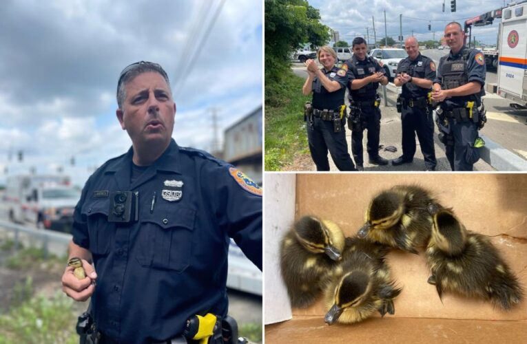 Nassau County Police rescue four ducklings on Long Island