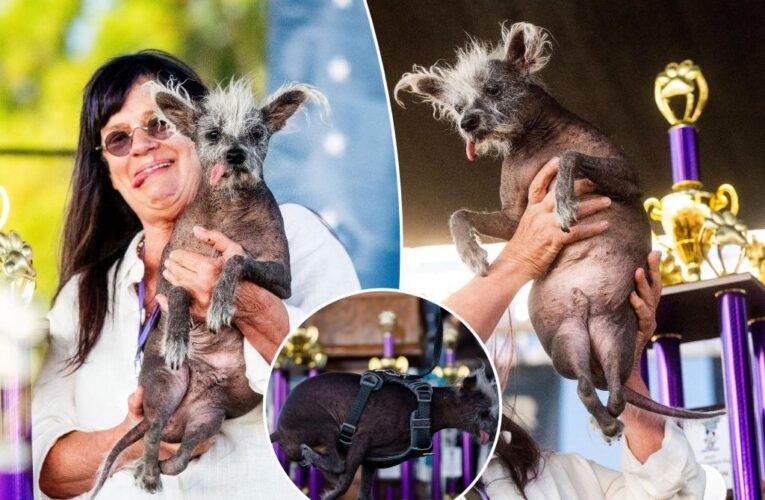 ‘World’s Ugliest Dog’ Scooter crowned in annual competition