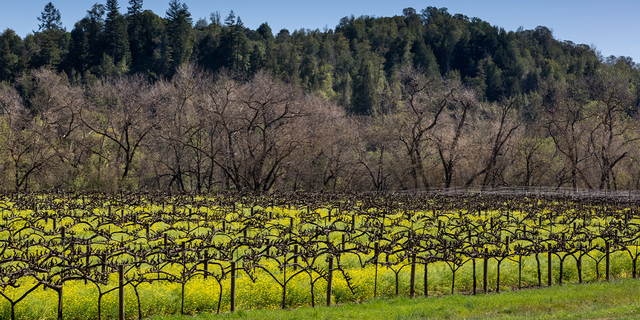 Sonoma vineyard