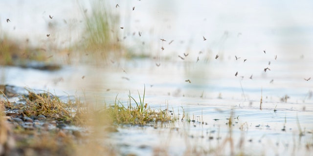 Standing water