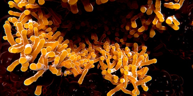 Tuberculosis bacillus 