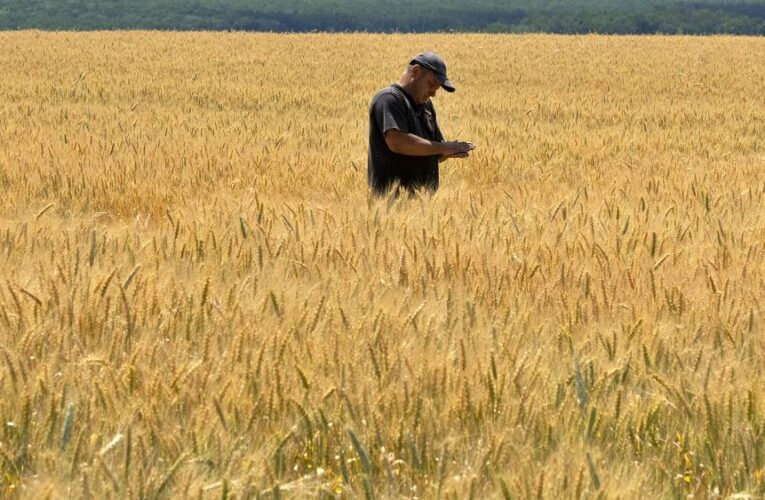 Eastern European countries push for bans on Ukrainian grain to be extended until end of year