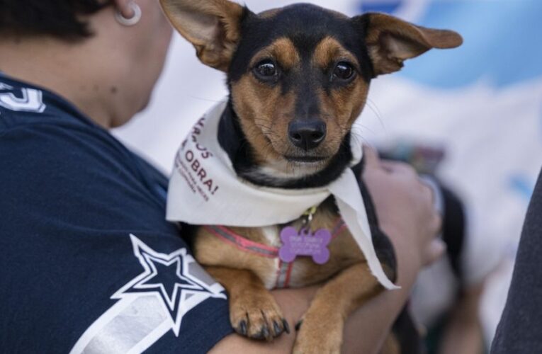 WATCH: Mexican NGO celebrates International Dog Day by offering free medical services
