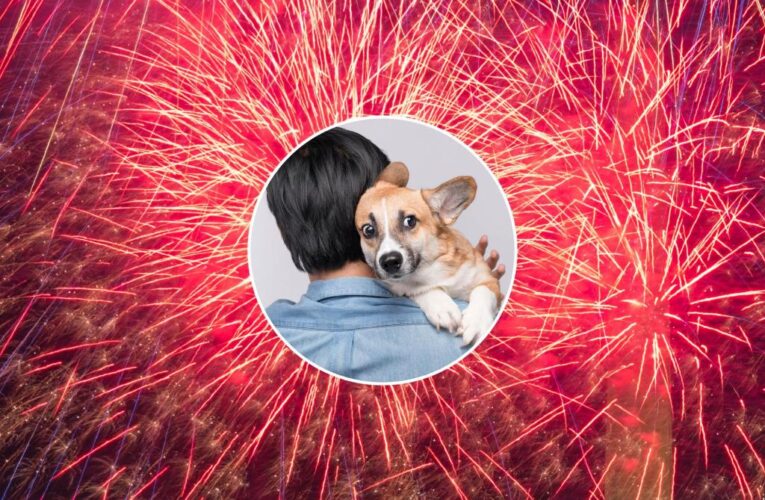 Why are dogs so scared by fireworks, how to keep them calm