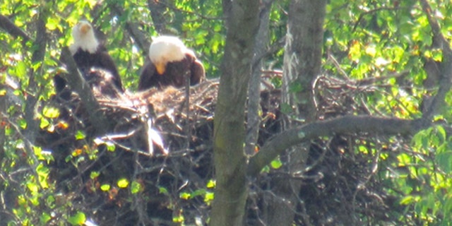 Two bald eagles in tree nest