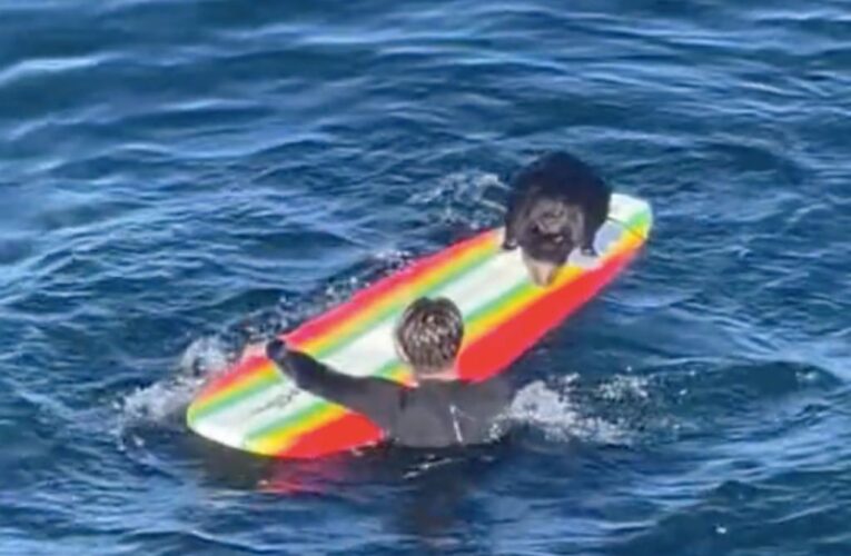 Aggressive California sea otter trying to steal surfers’ boards sought by wildlife officials