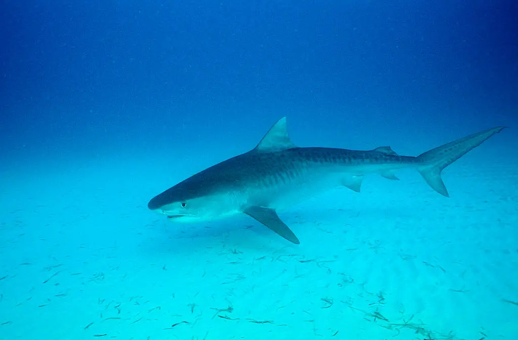 Tiger Shark, Bahamas