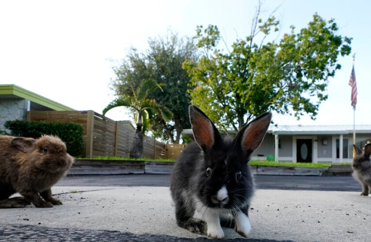 Video: Rabbits Take Over a South Florida Suburb