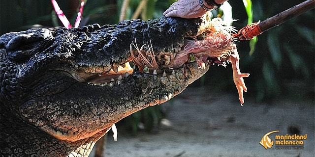 captivity zoo croc