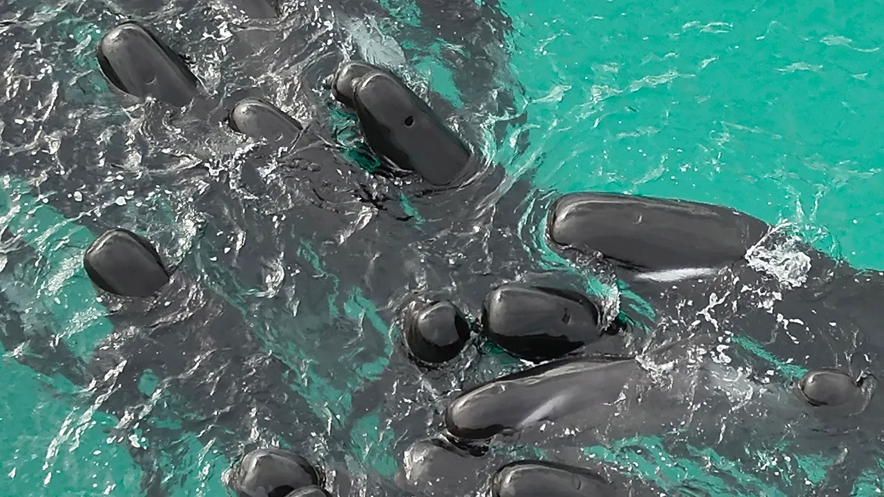 Whales swimming