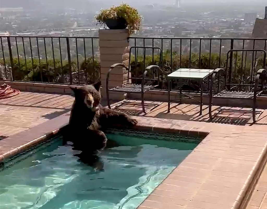 In this image taken from video provided by the Burbank Police Department, a bear sits in a jacuzzi in the city of Burbank, Calif., on July 28, 2023. 