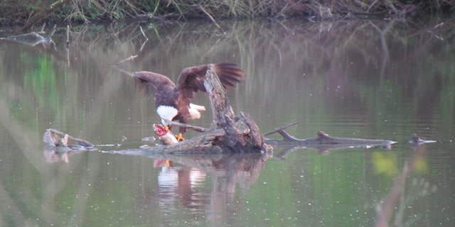 Bald Eagle eating on log in water