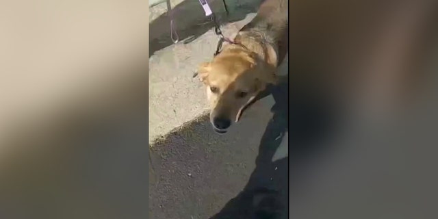 One of the dogs rescued from the Fairfax County house fire