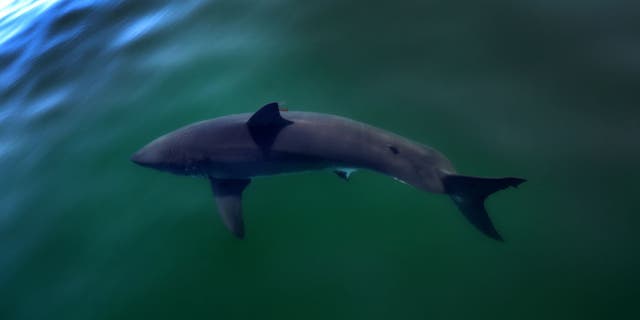 Great White Shark