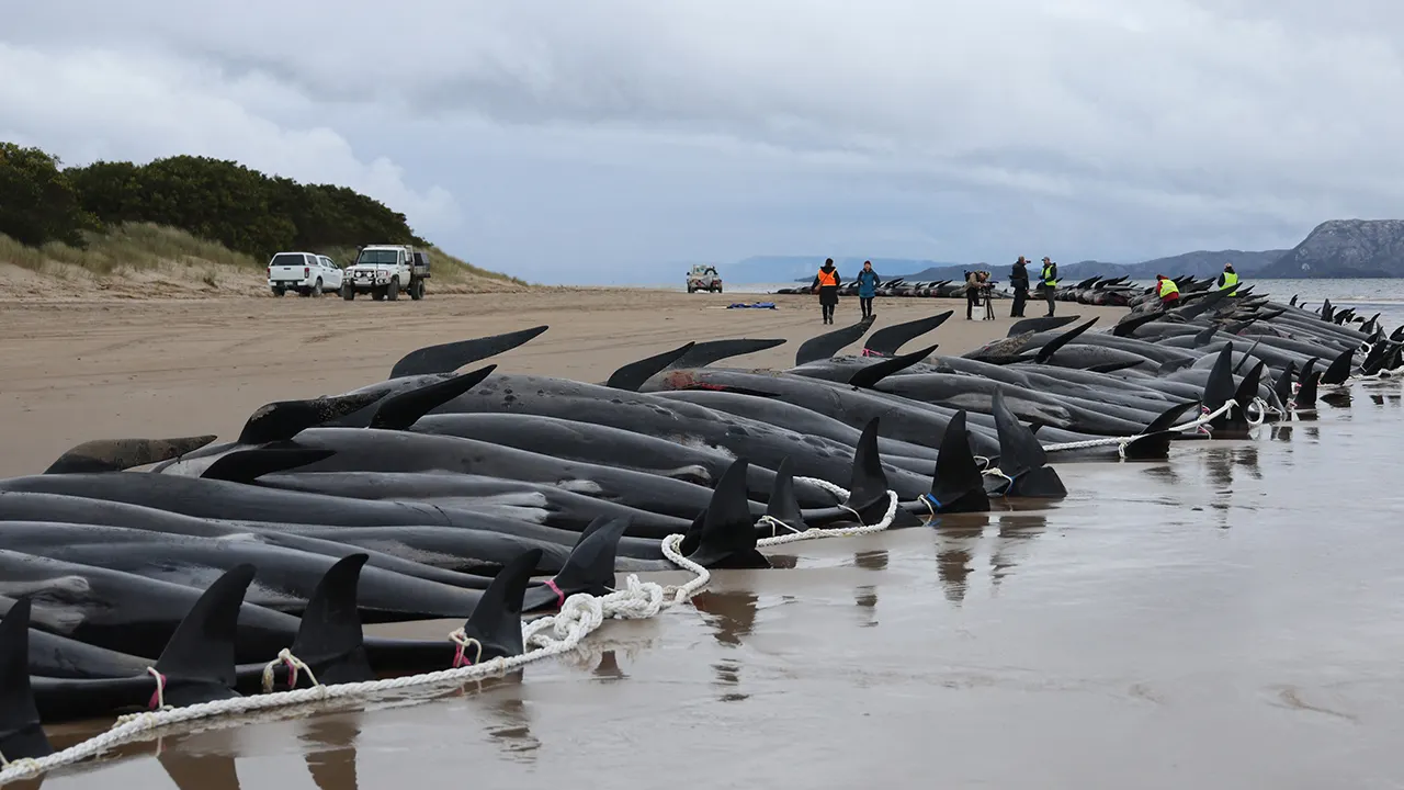 Whales on the shore