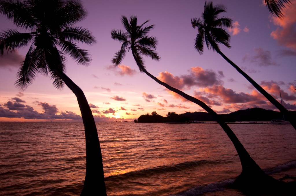 Palm trees at sunset on Musket Cove Beach on Malolo Lailai Island in the Mamanuca Islands of Fiji.