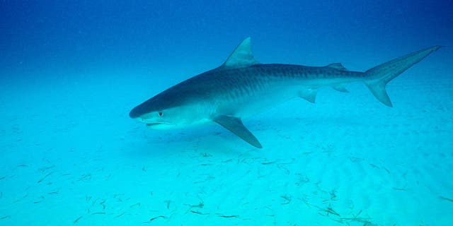 Tiger Shark, Bahamas