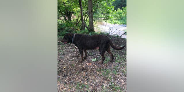 Ecklund family dog tucker in woods