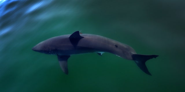 A white shark