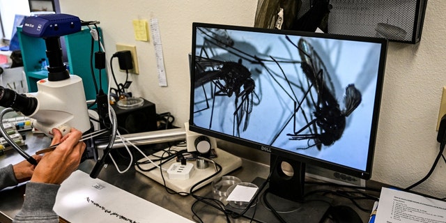 Health officials at Sarasota County Mosquito Management Services study specimens of anopheles mosquitoes