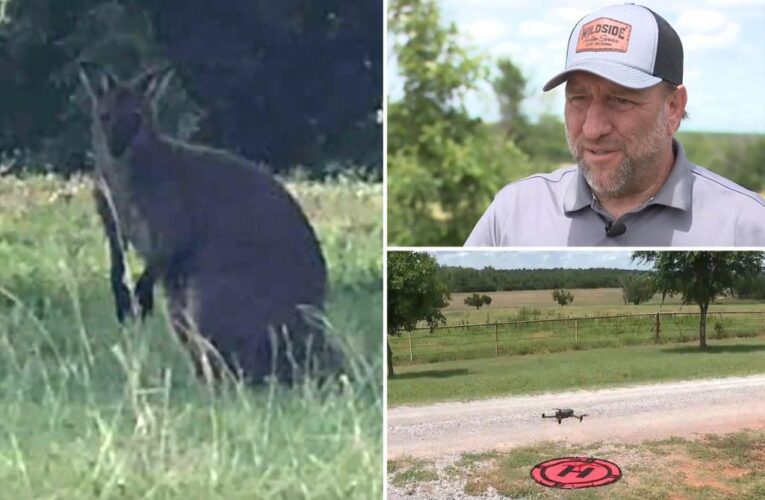 Baby wallaby escapes Oklahoma petting zoo after dog unlatches gate, sets him free