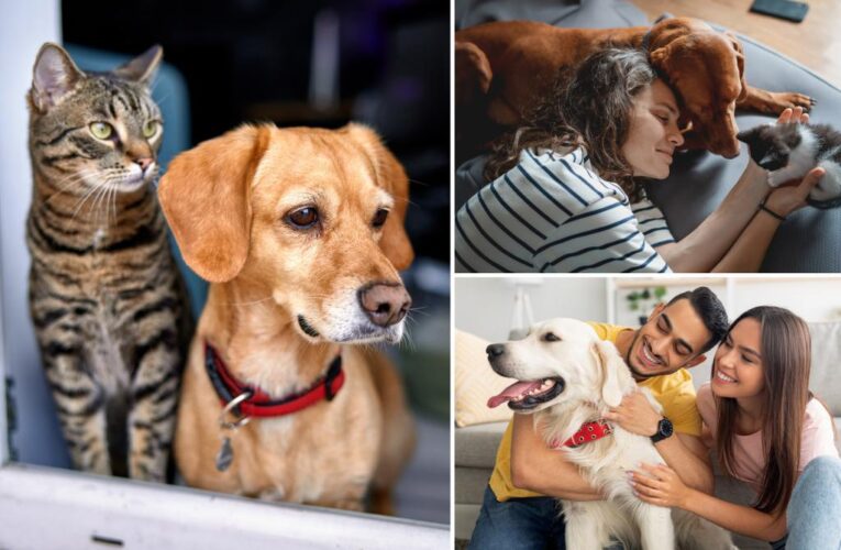 97% of pet owners say their animals are part of the family