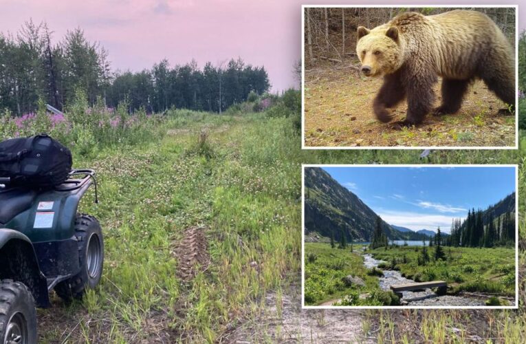 Grizzly bear attacks woman planting trees in Canada park
