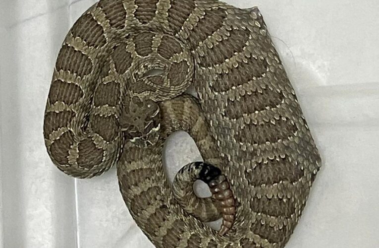 Rattlesnake has life-saving surgery — after swallowing mouse in mousetrap