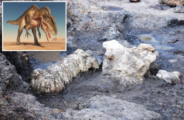115 million-year-old fossils found in Maryland’s Dinosaur Park