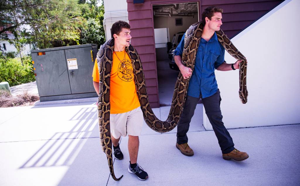 Jake Waleri, right,  and Stephen Gauta transport a record 19 foot Burmese python, Wednesday, July 12 , 2023.