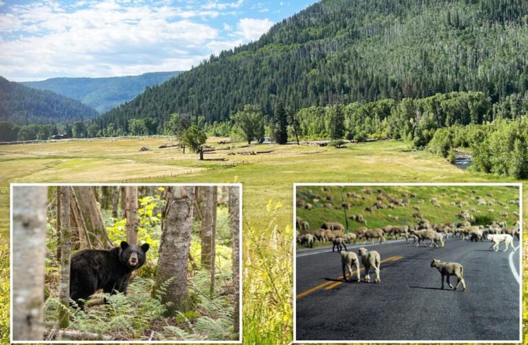 Bear mauls Colorado sheep herder during nighttime attack