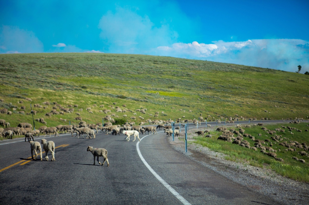  A herd of sheep cross a highway in Manti-La Sal National Forest, while the nearby Seely wildfire burns July 2, 2012 near Huntington, Utah