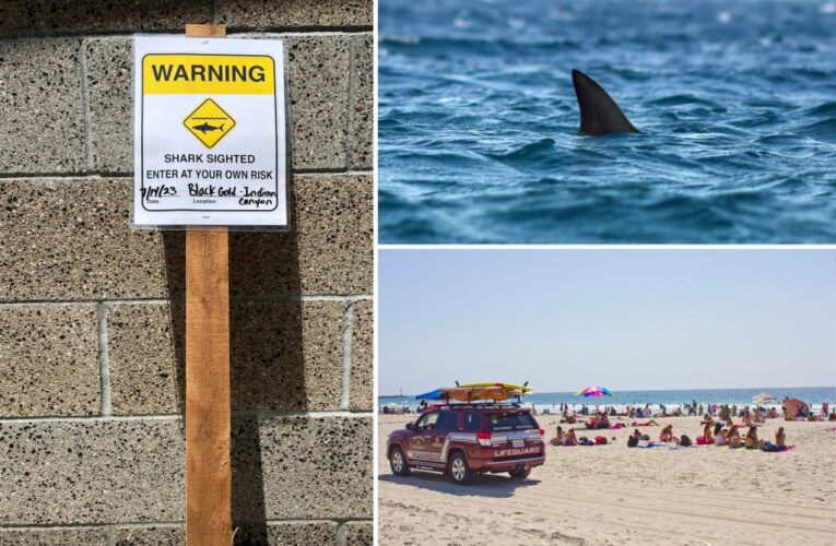 San Diego lifeguards warn of great white sharks near Black’s Beach