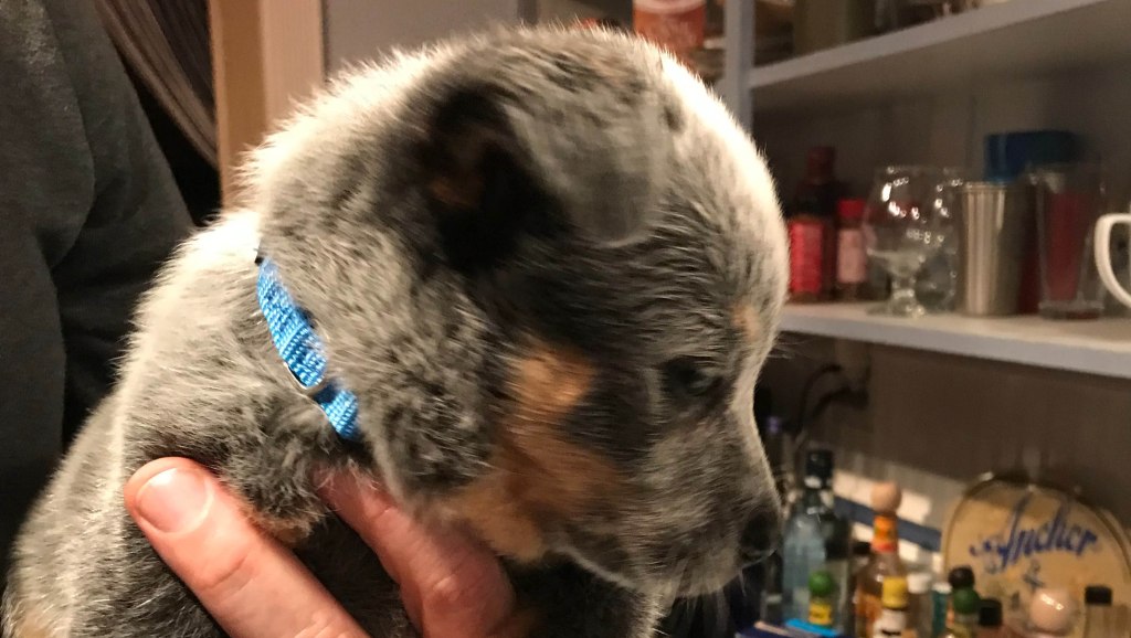 Four-month-old puppy Buzzo, an Australian Shepherd, was initially found to have died from stab wounds until a second vet, retained by police, determined that a gunshot wound was hidden underneath fur.