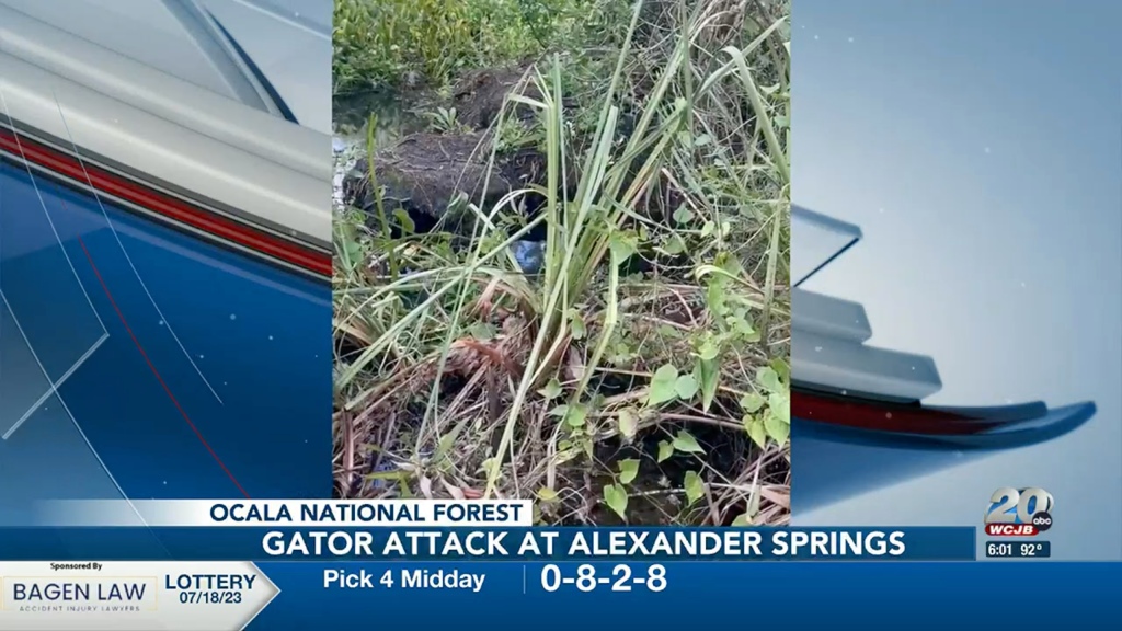 A gator in marchy weeds.