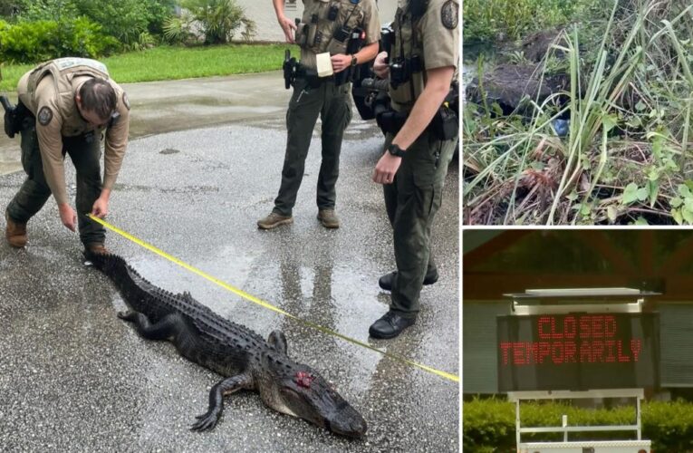 Alligator bites snorkeler at picturesque Florida spring