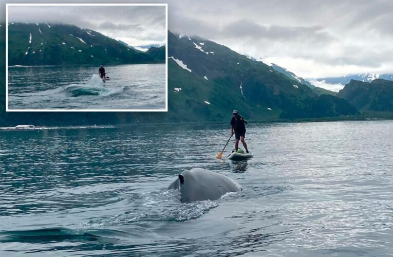 Alaskan paddleboarder recounts humpback whale encounter