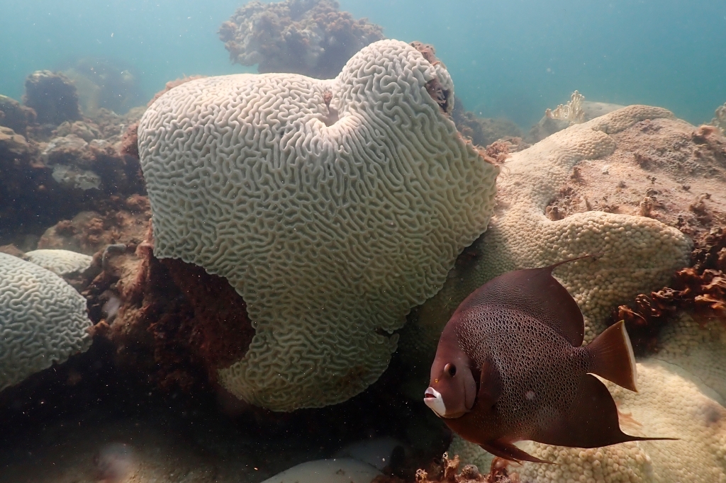 Fish swims by bleached coral. 