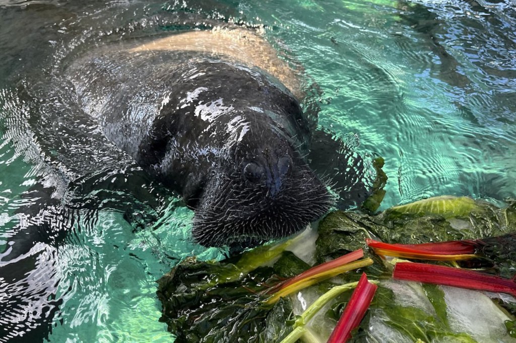 One of the manatees eating.