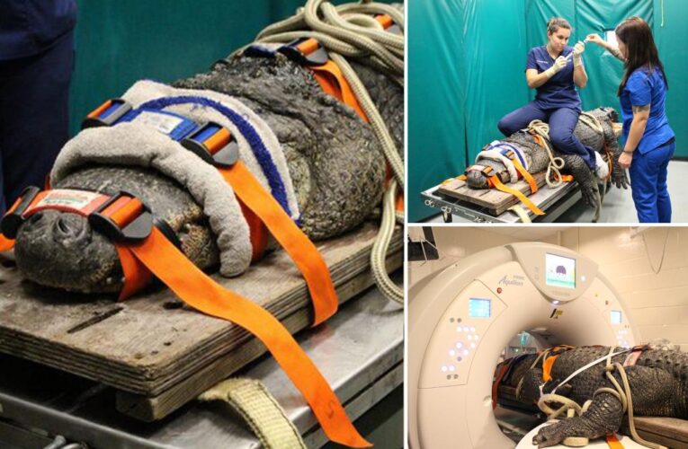 Florida vets perform CT scan on 376-pound alligator