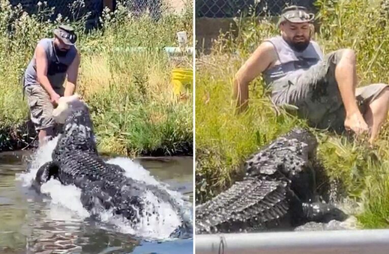 Colorado Gator Farmer staffer narrowly escapes being bitten by alligator named Elvis